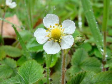 Fotografia da espécie Fragaria vesca subesp. vesca