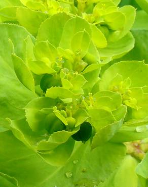 Fotografia 3 da espécie Euphorbia helioscopia subesp. helioscopia no Jardim Botânico UTAD