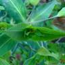 Fotografia 5 da espécie Euphorbia lathyris do Jardim Botânico UTAD