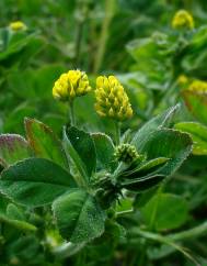 Medicago lupulina