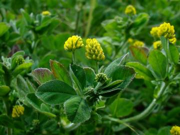 Fotografia da espécie Medicago lupulina