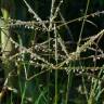 Fotografia 1 da espécie Cynodon dactylon do Jardim Botânico UTAD