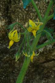 Fotografia da espécie Solanum lycopersicum