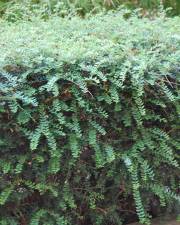 Fotografia da espécie Lonicera nitida