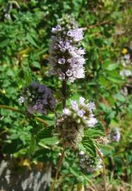 Fotografia da espécie Mentha spicata