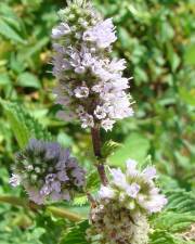 Fotografia da espécie Mentha spicata