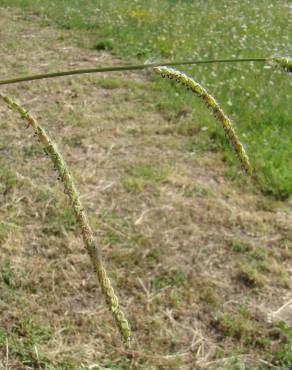 Fotografia 3 da espécie Paspalum dilatatum no Jardim Botânico UTAD