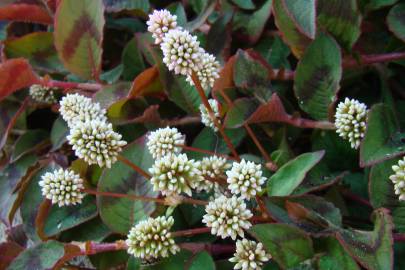 Fotografia da espécie Polygonum capitatum