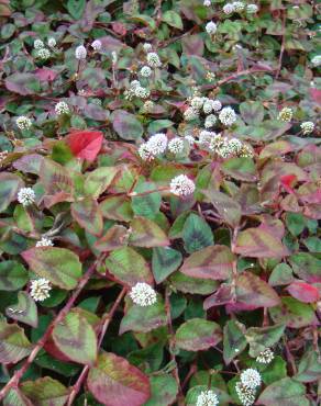 Fotografia 9 da espécie Polygonum capitatum no Jardim Botânico UTAD