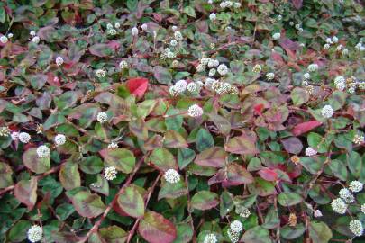 Fotografia da espécie Polygonum capitatum