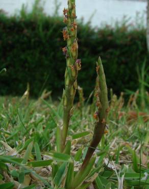 Fotografia 4 da espécie Stenotaphrum secundatum no Jardim Botânico UTAD