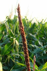 Fotografia da espécie Zea mays subesp. mays