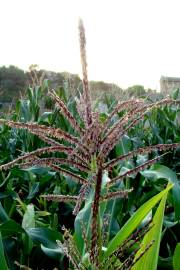 Fotografia da espécie Zea mays subesp. mays
