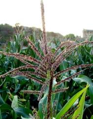 Zea mays subesp. mays