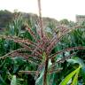 Fotografia 1 da espécie Zea mays subesp. mays do Jardim Botânico UTAD