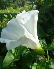 Calystegia silvatica subesp. disjuncta