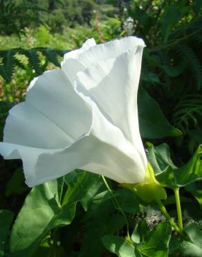 Fotografia 1 da espécie Calystegia silvatica subesp. disjuncta no Jardim Botânico UTAD