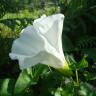 Fotografia 1 da espécie Calystegia silvatica subesp. disjuncta do Jardim Botânico UTAD