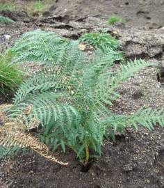 Fotografia da espécie Pteridium aquilinum subesp. aquilinum