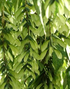 Fotografia 9 da espécie Acer negundo no Jardim Botânico UTAD