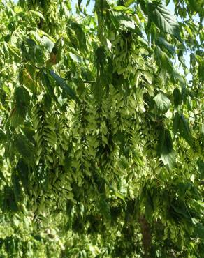 Fotografia 10 da espécie Acer negundo no Jardim Botânico UTAD
