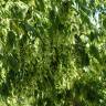 Fotografia 10 da espécie Acer negundo do Jardim Botânico UTAD