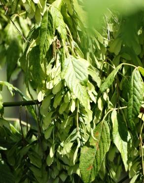 Fotografia 11 da espécie Acer negundo no Jardim Botânico UTAD