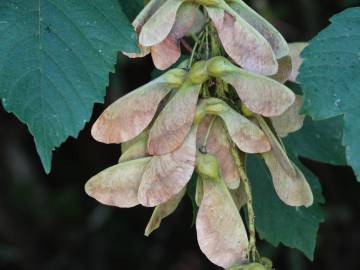 Fotografia da espécie Acer pseudoplatanus