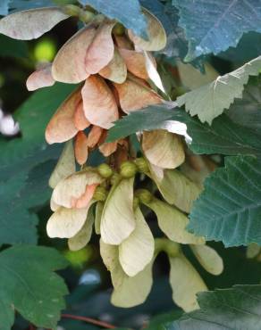 Fotografia 6 da espécie Acer pseudoplatanus no Jardim Botânico UTAD