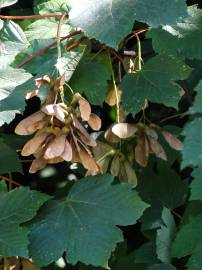 Fotografia da espécie Acer pseudoplatanus