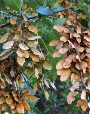 Fotografia 1 da espécie Acer pseudoplatanus no Jardim Botânico UTAD