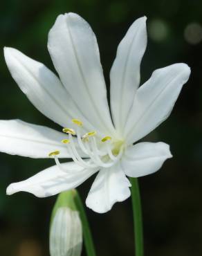 Fotografia 5 da espécie Agapanthus africanus no Jardim Botânico UTAD