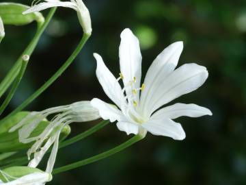 Fotografia da espécie Agapanthus africanus