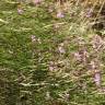 Fotografia 7 da espécie Dianthus lusitanus do Jardim Botânico UTAD