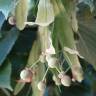 Fotografia 6 da espécie Tilia tomentosa do Jardim Botânico UTAD