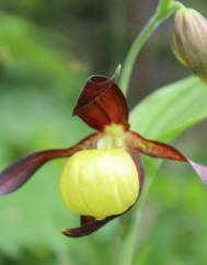 Cypripedium calceolus