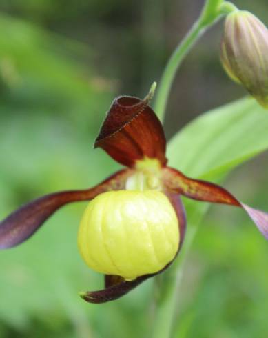 Fotografia de capa Cypripedium calceolus - do Jardim Botânico