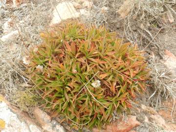 Fotografia da espécie Armeria berlengensis