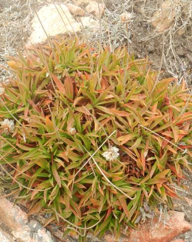 Fotografia de capa Armeria berlengensis - do Jardim Botânico