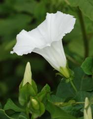 Calystegia sepium subesp. sepium