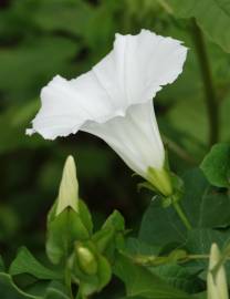 Fotografia da espécie Calystegia sepium subesp. sepium