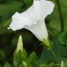 Fotografia 1 da espécie Calystegia sepium subesp. sepium do Jardim Botânico UTAD