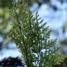 Fotografia 7 da espécie Davallia canariensis do Jardim Botânico UTAD