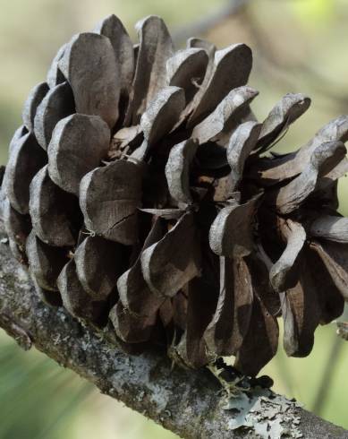 Fotografia de capa Pinus halepensis - do Jardim Botânico