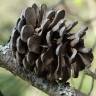 Fotografia 1 da espécie Pinus halepensis do Jardim Botânico UTAD