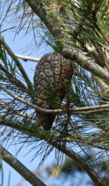 Fotografia da espécie Pinus halepensis