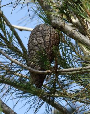 Fotografia 3 da espécie Pinus halepensis no Jardim Botânico UTAD