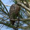 Fotografia 3 da espécie Pinus halepensis do Jardim Botânico UTAD