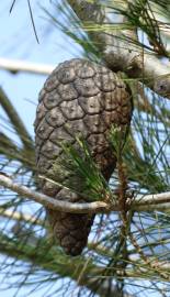 Fotografia da espécie Pinus halepensis