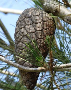 Fotografia 4 da espécie Pinus halepensis no Jardim Botânico UTAD